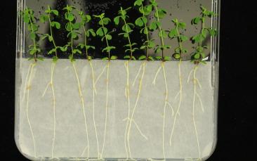 Cover image of Understanding the role of bacteria in leguminous plants